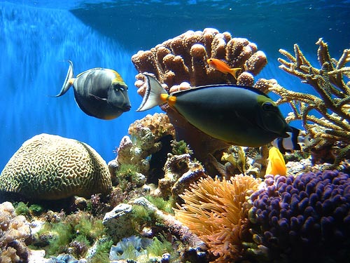 food chain coral reef. Coral Reefs