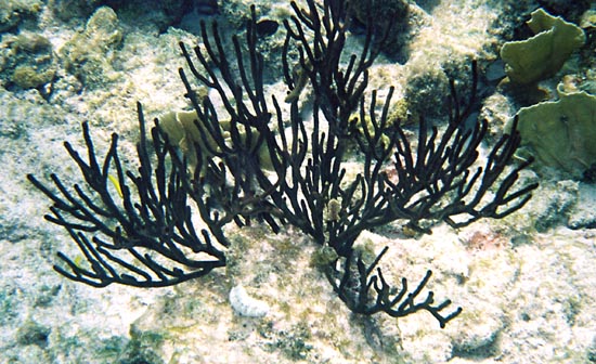 Resultado de imaxes para coral negro